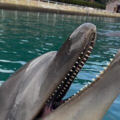 皆さんこんにちは🍃かなり風が強い1日でしたがイルカ達はみんな元気に過ごしています！🐬