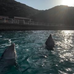 少しづつ暖かくなってきましたね✨今回はティダあずきコンビの2頭ジャンプです。実はこのコンビでのジャンプが1番高いのです‼️🤩