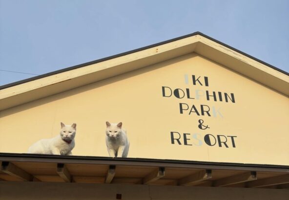 今日もおつかれ様です✨毎日朝出勤すると猫たちがお出迎えしてくれます😸今日は屋根の上からお出迎えしてくれました〜😂