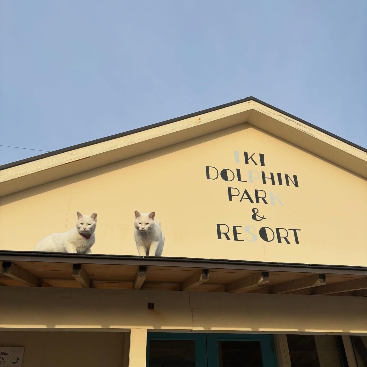今日もおつかれ様です✨毎日朝出勤すると猫たちがお出迎えしてくれます😸今日は屋根の上からお出迎えしてくれました〜😂