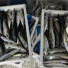 地元で上がったサバを餌に‼️イルカ達も喜んで食べてました〜🐟🤩