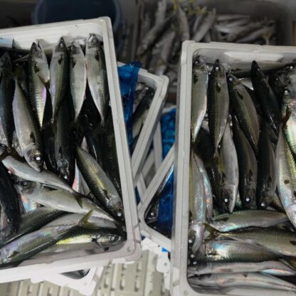 地元で上がったサバを餌に‼️イルカ達も喜んで食べてました〜🐟🤩