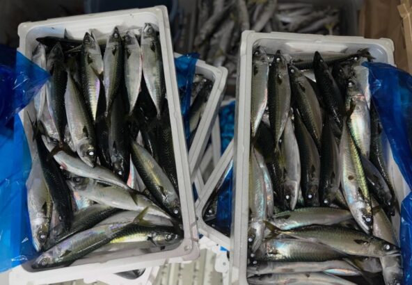 地元で上がったサバを餌に‼️イルカ達も喜んで食べてました〜🐟🤩