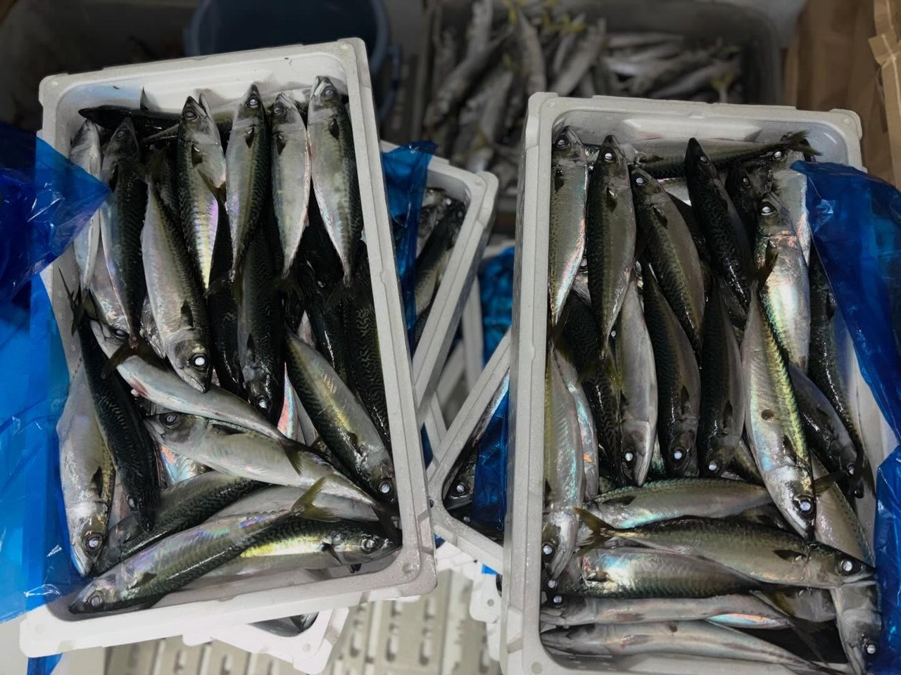 地元で上がったサバを餌に‼️イルカ達も喜んで食べてました〜🐟🤩
