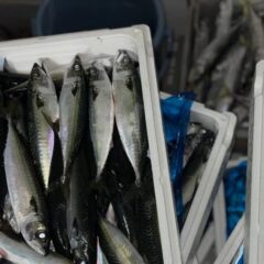 地元で上がったサバを餌に‼️イルカ達も喜んで食べてました〜🐟🤩