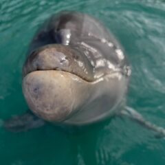 🐬だーれだ！ちょっと難しいかな？