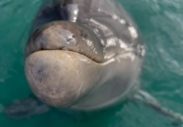 🐬だーれだ！ちょっと難しいかな？