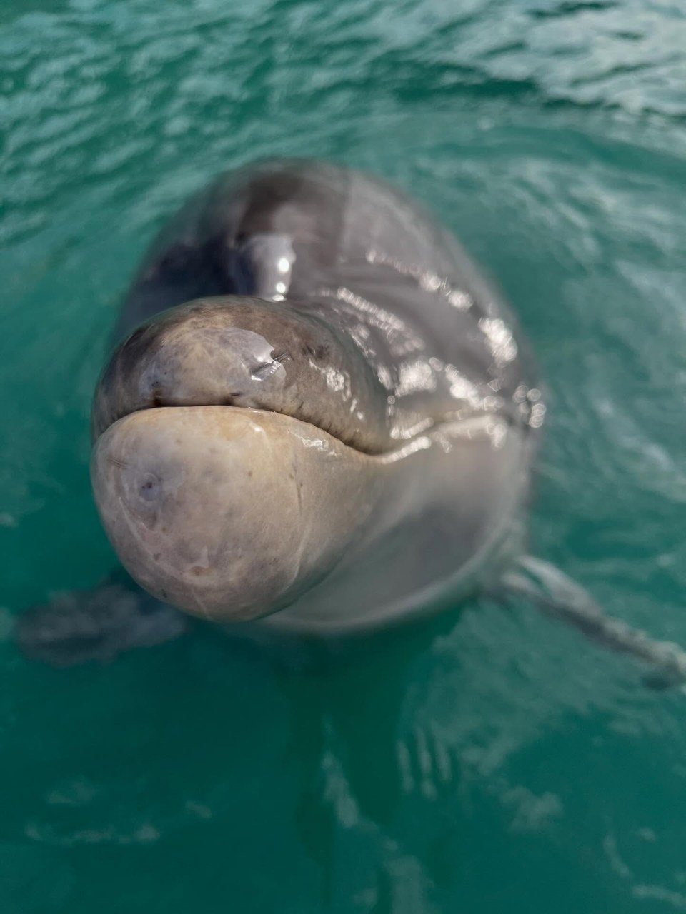 🐬だーれだ！ちょっと難しいかな？