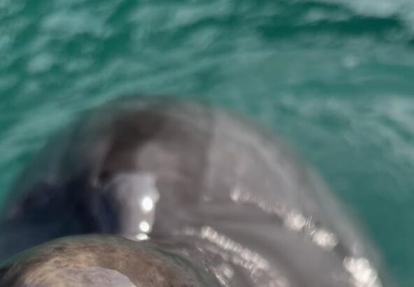 🐬だーれだ！ちょっと難しいかな？