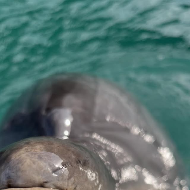 🐬だーれだ！ちょっと難しいかな？