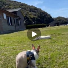 こんにちは！今日は天気が良くあったかい日でお散歩日和でしたね☀なので今日はゆきみとお散歩です🐇ポムも仲良くお散歩です！お天気が良ければお散歩も見れるかも…？ぜひ会いに来てね！！