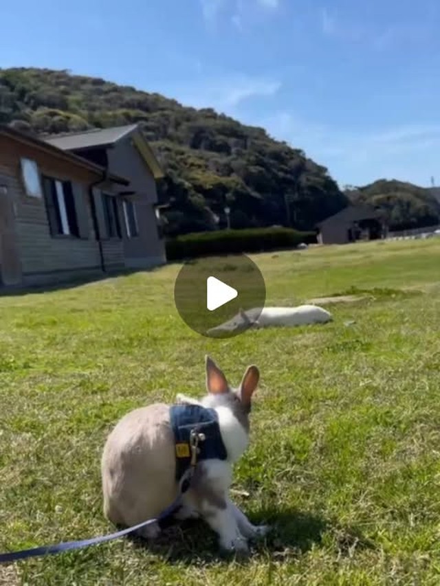 こんにちは！今日は天気が良くあったかい日でお散歩日和でしたね☀なので今日はゆきみとお散歩です🐇ポムも仲良くお散歩です！お天気が良ければお散歩も見れるかも…？ぜひ会いに来てね！！
