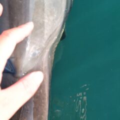 イルカたちのところへ遊びに行くと触ってーと近づいてきたパルくん！