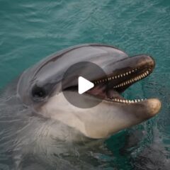 イルカたちのところへ遊びに行くと触ってーと近づいてきたパルくん！