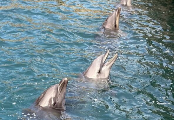 みなさん、こんにちは☀️今日は風がとっても強いですが、イルカたちは元気に過ごしています🌪️みなさん、４頭の見分けつきますかー？？🙌
