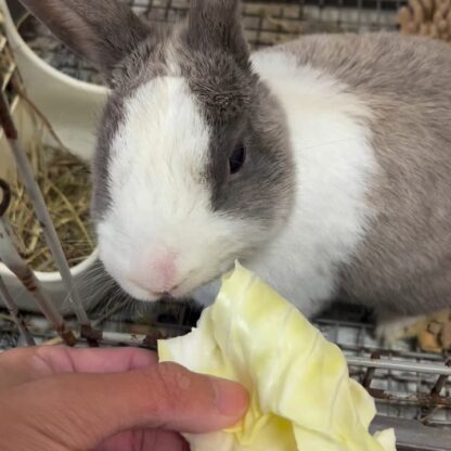 キャベツをもりもり食べるゆきみ🐰かわいらしい咀嚼音が聞こえてきます✨️