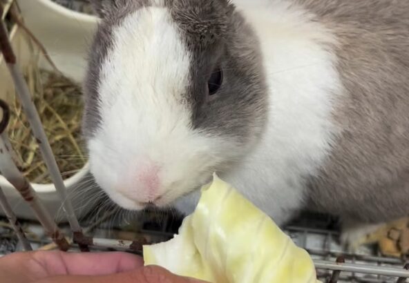 キャベツをもりもり食べるゆきみ🐰かわいらしい咀嚼音が聞こえてきます✨️