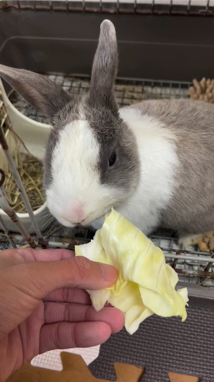 キャベツをもりもり食べるゆきみ🐰かわいらしい咀嚼音が聞こえてきます✨️