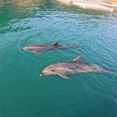 トレーニング終わりののんびりタイム🐬今日はとっても過ごしやすい気温でしたね✨
