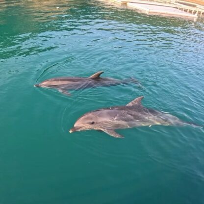 トレーニング終わりののんびりタイム🐬今日はとっても過ごしやすい気温でしたね✨
