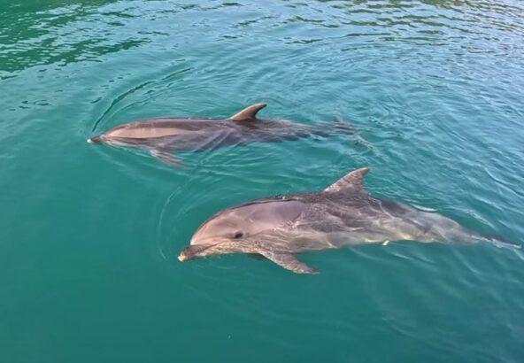 トレーニング終わりののんびりタイム🐬今日はとっても過ごしやすい気温でしたね✨