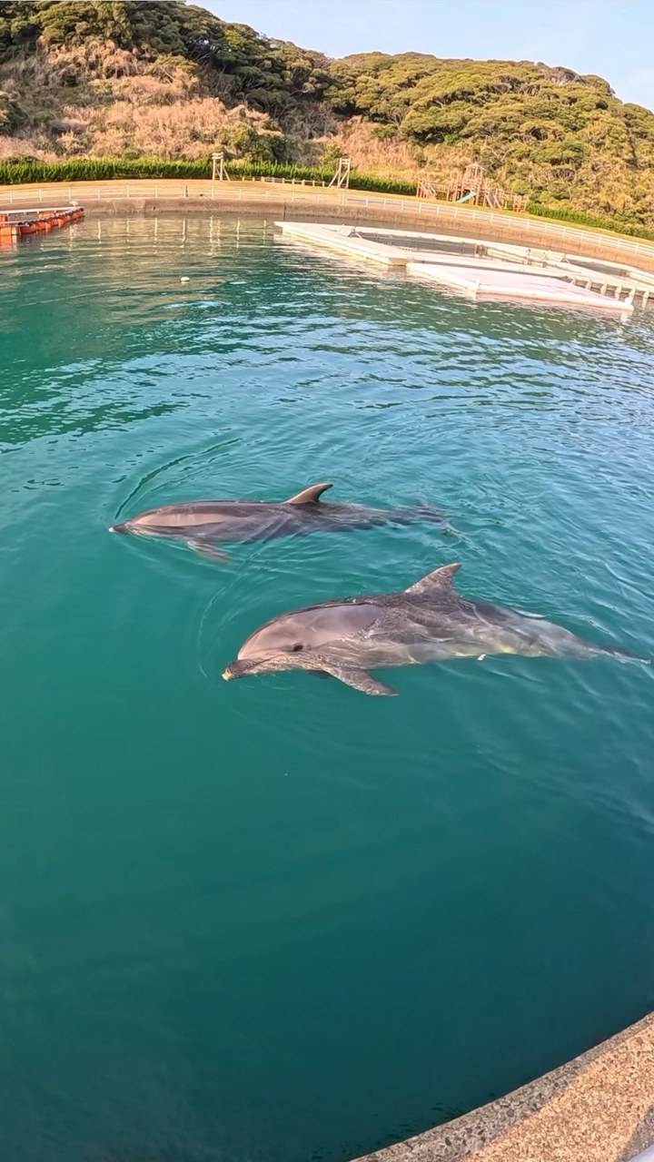 トレーニング終わりののんびりタイム🐬今日はとっても過ごしやすい気温でしたね✨