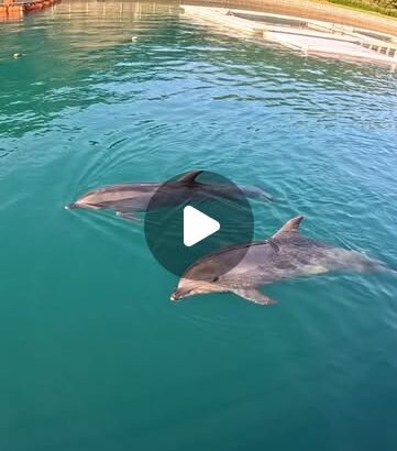 トレーニング終わりののんびりタイム🐬今日はとっても過ごしやすい気温でしたね✨
