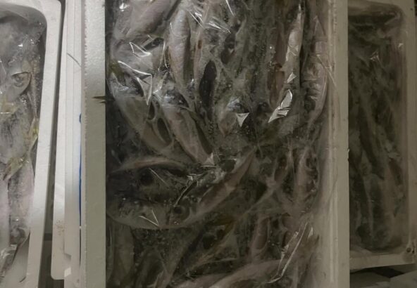 今日のイルカ達は壱岐の朝どれアジを食べてます♪とっても新鮮なお魚です🐬