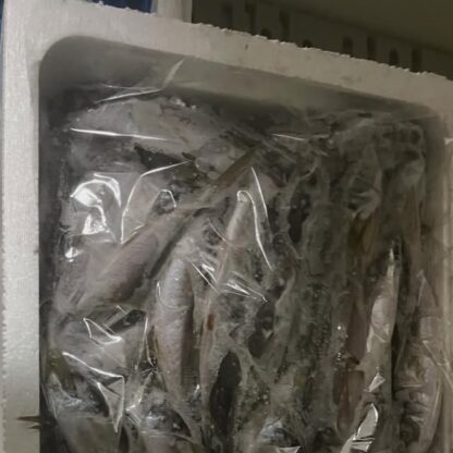 今日のイルカ達は壱岐の朝どれアジを食べてます♪とっても新鮮なお魚です🐬
