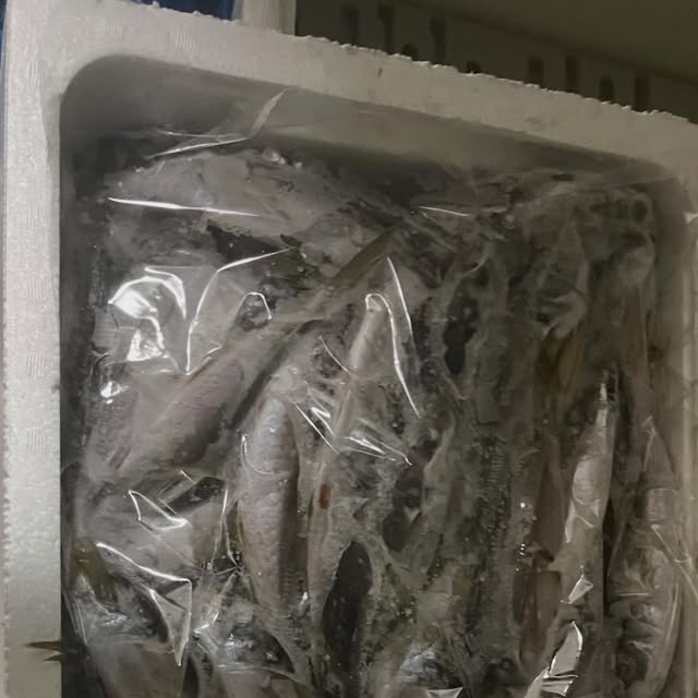 今日のイルカ達は壱岐の朝どれアジを食べてます♪とっても新鮮なお魚です🐬