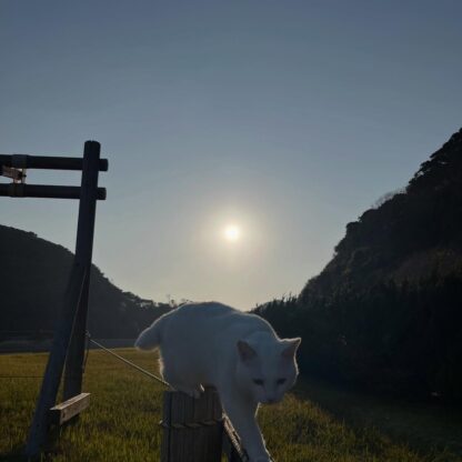 本日はとってもいいお天気でした🌞夕日に照らされるポコ🐱