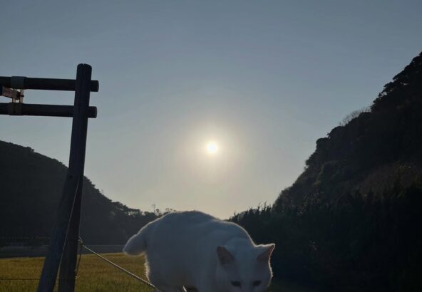 本日はとってもいいお天気でした🌞夕日に照らされるポコ🐱