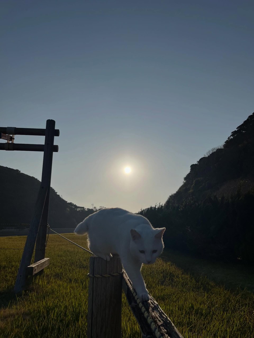 本日はとってもいいお天気でした🌞夕日に照らされるポコ🐱