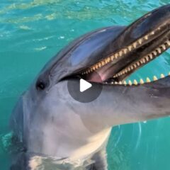 【今日の質問🙋】質問ありがとうございます！その音はイルカたちの呼吸の音ですイルカたちは人間と同じ哺乳類で肺呼吸をしています！頭の上にある鼻（噴気孔）で呼吸をしています👃