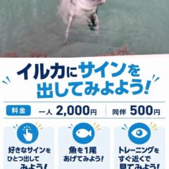 皆さんこんにちは！今日から新しいプログラムが始まりました！イルカたちにサインを出すことができます🐬体験が始まる前はサインの練習ができます👋皆さんも一緒にトレーナーになってみませんか