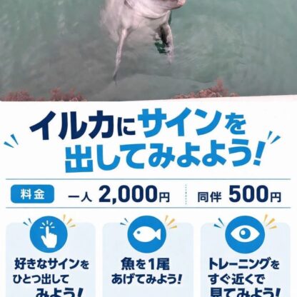 皆さんこんにちは！今日から新しいプログラムが始まりました！イルカたちにサインを出すことができます🐬体験が始まる前はサインの練習ができます👋皆さんも一緒にトレーナーになってみませんか