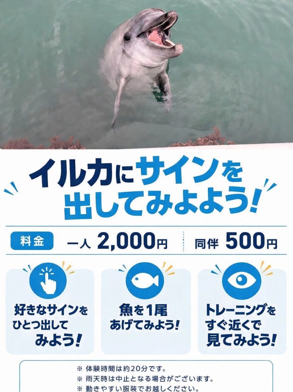 皆さんこんにちは！今日から新しいプログラムが始まりました！イルカたちにサインを出すことができます🐬体験が始まる前はサインの練習ができます👋皆さんも一緒にトレーナーになってみませんか