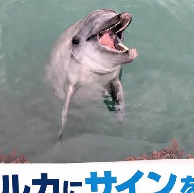 皆さんこんにちは！今日から新しいプログラムが始まりました！イルカたちにサインを出すことができます🐬体験が始まる前はサインの練習ができます👋皆さんも一緒にトレーナーになってみませんか