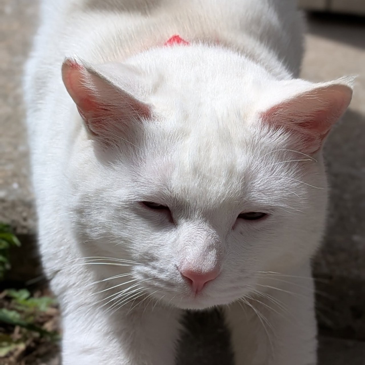 皆さんこんにちは！今日はイルカではなく看板猫の「ポム」くんをご紹介！撫でられるのが大好きで近くに寄ると触ってーとお腹を見せて来ます🐾受付も門番もこなしちゃいます💂見かけたらいっぱい