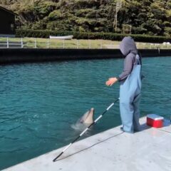 こんにちは！今日はパルビビのジャンプをお届けします🐬1枚目のジャンプがパルくんのハードルジャンプ、二枚目がビビちゃんのボールタッチです⚽️2頭ともかっこよく決めてくれました！✨️