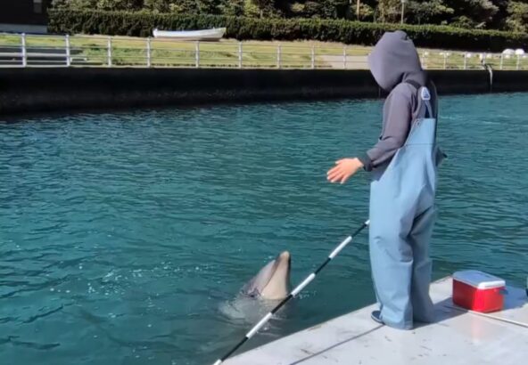 こんにちは！今日はパルビビのジャンプをお届けします🐬1枚目のジャンプがパルくんのハードルジャンプ、二枚目がビビちゃんのボールタッチです⚽️2頭ともかっこよく決めてくれました！✨️