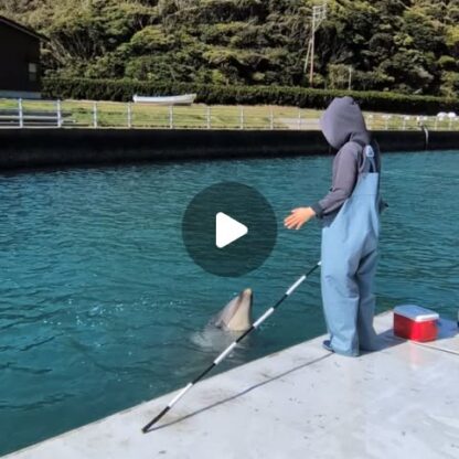 こんにちは！今日はパルビビのジャンプをお届けします🐬1枚目のジャンプがパルくんのハードルジャンプ、二枚目がビビちゃんのボールタッチです⚽️2頭ともかっこよく決めてくれました！✨️