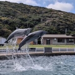 今日は最年長と最年少コンビのジャンプ！この写真を見ると体の大きさがよくわかりますね🐬