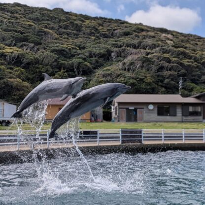 今日は最年長と最年少コンビのジャンプ！この写真を見ると体の大きさがよくわかりますね🐬