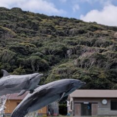 今日は最年長と最年少コンビのジャンプ！この写真を見ると体の大きさがよくわかりますね🐬