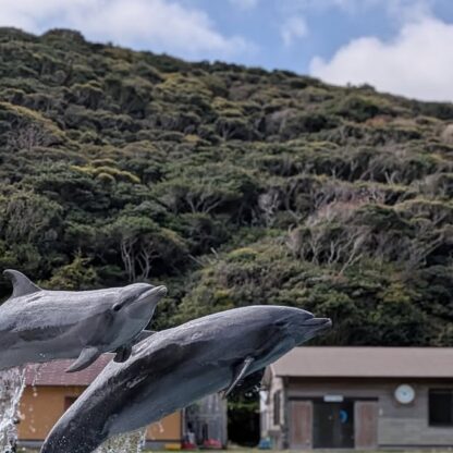 今日は最年長と最年少コンビのジャンプ！この写真を見ると体の大きさがよくわかりますね🐬