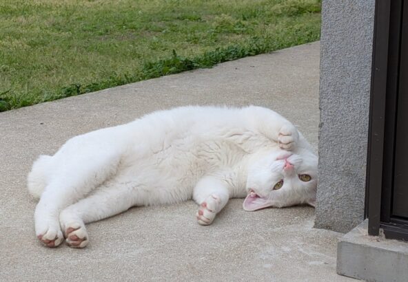 かまってちゃんなポコ🐾青い首輪が目印です！