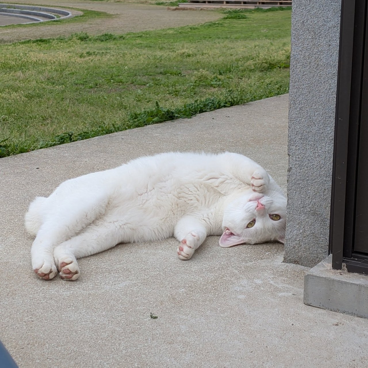 かまってちゃんなポコ🐾青い首輪が目印です！