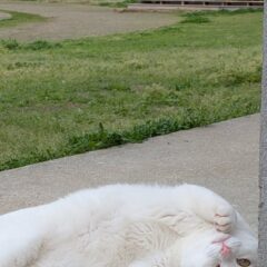 かまってちゃんなポコ🐾青い首輪が目印です！