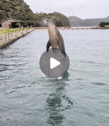 皆さんこんにちは！朝は満潮になっていることが多くその時の様子をご紹介！満潮になるとイルカとの距離がグッと近くなります🐬